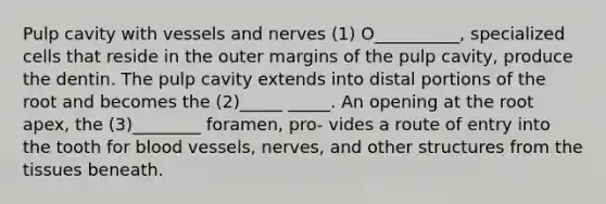 Pulp cavity with vessels and nerves (1) O__________, specialized cells that reside in the outer margins of the pulp cavity, produce the dentin. The pulp cavity extends into distal portions of the root and becomes the (2)_____ _____. An opening at the root apex, the (3)________ foramen, pro- vides a route of entry into the tooth for blood vessels, nerves, and other structures from the tissues beneath.