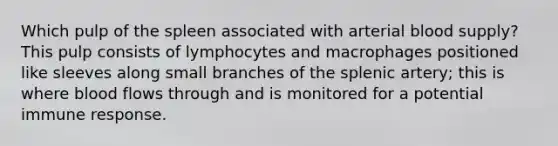 Which pulp of the spleen associated with arterial blood supply? This pulp consists of lymphocytes and macrophages positioned like sleeves along small branches of the splenic artery; this is where blood flows through and is monitored for a potential immune response.