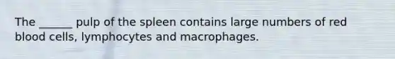 The ______ pulp of the spleen contains large numbers of red blood cells, lymphocytes and macrophages.