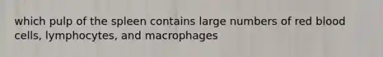 which pulp of the spleen contains large numbers of red blood cells, lymphocytes, and macrophages