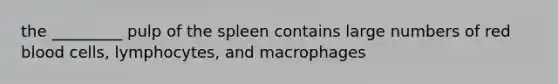 the _________ pulp of the spleen contains large numbers of red blood cells, lymphocytes, and macrophages