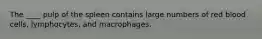 The ____ pulp of the spleen contains large numbers of red blood cells, lymphocytes, and macrophages.