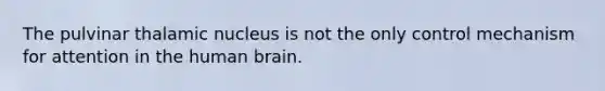 The pulvinar thalamic nucleus is not the only control mechanism for attention in the human brain.