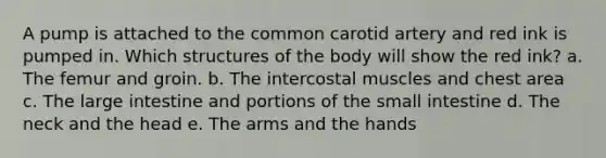 A pump is attached to the common carotid artery and red ink is pumped in. Which structures of the body will show the red ink? a. The femur and groin. b. The intercostal muscles and chest area c. The large intestine and portions of <a href='https://www.questionai.com/knowledge/kt623fh5xn-the-small-intestine' class='anchor-knowledge'>the small intestine</a> d. The neck and the head e. The arms and the hands