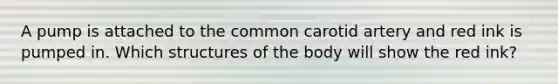 A pump is attached to the common carotid artery and red ink is pumped in. Which structures of the body will show the red ink?
