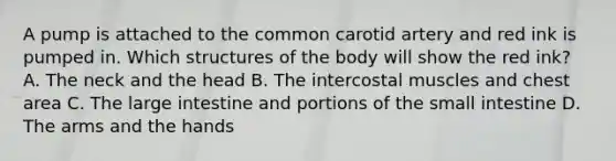 A pump is attached to the common carotid artery and red ink is pumped in. Which structures of the body will show the red ink? A. The neck and the head B. The intercostal muscles and chest area C. The large intestine and portions of the small intestine D. The arms and the hands