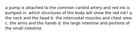 a pump is attached to the common carotid artery and red ink is pumped in. which structures of the body will show the red ink? a. the neck and the head b. the intercostal muscles and chest area c. the arms and the hands d. the large intestine and portions of the small intestine