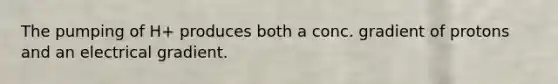 The pumping of H+ produces both a conc. gradient of protons and an electrical gradient.