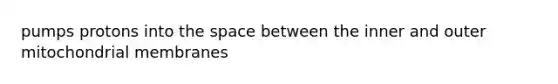 pumps protons into the space between the inner and outer mitochondrial membranes