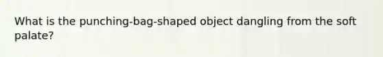 What is the punching-bag-shaped object dangling from the soft palate?