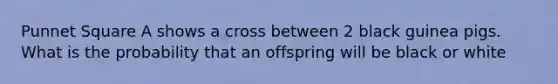 Punnet Square A shows a cross between 2 black guinea pigs. What is the probability that an offspring will be black or white