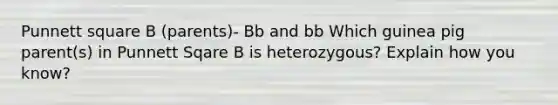 Punnett square B (parents)- Bb and bb Which guinea pig parent(s) in Punnett Sqare B is heterozygous? Explain how you know?