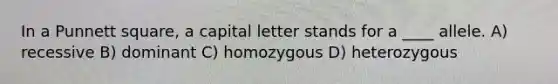 In a Punnett square, a capital letter stands for a ____ allele. A) recessive B) dominant C) homozygous D) heterozygous