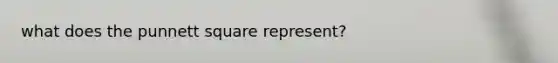 what does the punnett square represent?