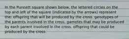 In the Punnett square shown below, the lettered circles on the top and left of the square (indicated by the arrows) represent the: offspring that will be produced by the cross. genotypes of the parents involved in the cross. gametes that may be produced by each parent involved in the cross. offspring that could be produced by the cross.