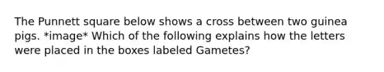 The Punnett square below shows a cross between two guinea pigs. *image* Which of the following explains how the letters were placed in the boxes labeled Gametes?