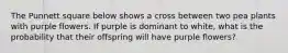 The Punnett square below shows a cross between two pea plants with purple flowers. If purple is dominant to white, what is the probability that their offspring will have purple flowers?
