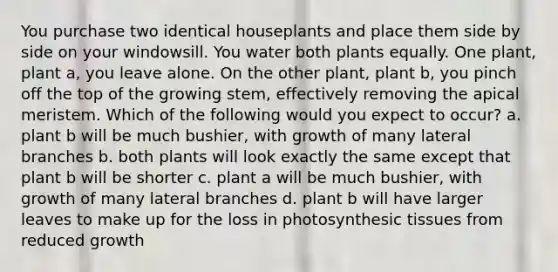 You purchase two identical houseplants and place them side by side on your windowsill. You water both plants equally. One plant, plant a, you leave alone. On the other plant, plant b, you pinch off the top of the growing stem, effectively removing the apical meristem. Which of the following would you expect to occur? a. plant b will be much bushier, with growth of many lateral branches b. both plants will look exactly the same except that plant b will be shorter c. plant a will be much bushier, with growth of many lateral branches d. plant b will have larger leaves to make up for the loss in photosynthesic tissues from reduced growth