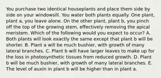 You purchase two identical houseplants and place them side by side on your windowsill. You water both plants equally. One plant, plant a, you leave alone. On the other plant, plant b, you pinch off the top of the growing stem, effectively removing the apical meristem. Which of the following would you expect to occur? A. Both plants will look exactly the same except that plant b will be shorter. B. Plant a will be much bushier, with growth of many lateral branches. C. Plant b will have larger leaves to make up for the loss in photosynthetic tissues from reduced growth. D. Plant b will be much bushier, with growth of many lateral branches. E. The level of auxin in plant b will be higher than in plant a.