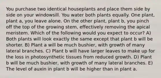 You purchase two identical houseplants and place them side by side on your windowsill. You water both plants equally. One plant, plant a, you leave alone. On the other plant, plant b, you pinch off the top of the growing stem, effectively removing the apical meristem. Which of the following would you expect to occur? A) Both plants will look exactly the same except that plant b will be shorter. B) Plant a will be much bushier, with growth of many lateral branches. C) Plant b will have larger leaves to make up for the loss in photosynthetic tissues from reduced growth. D) Plant b will be much bushier, with growth of many lateral branches. E) The level of auxin in plant b will be higher than in plant a.