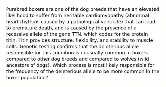 Purebred boxers are one of the dog breeds that have an elevated likelihood to suffer from heritable cardiomyopathy (abnormal heart rhythms caused by a pathological ventricle) that can lead to premature death, and is caused by the presence of a recessive allele of the gene TTN, which codes for the protein titin. Titin provides structure, flexibility, and stability to muscle cells. Genetic testing confirms that the deleterious allele responsible for this condition is unusually common in boxers compared to other dog breeds and compared to wolves (wild ancestors of dogs). Which process is most likely responsible for the frequency of the deleterious allele to be more common in the boxer population?