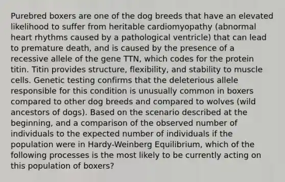 Purebred boxers are one of the dog breeds that have an elevated likelihood to suffer from heritable cardiomyopathy (abnormal heart rhythms caused by a pathological ventricle) that can lead to premature death, and is caused by the presence of a recessive allele of the gene TTN, which codes for the protein titin. Titin provides structure, flexibility, and stability to muscle cells. Genetic testing confirms that the deleterious allele responsible for this condition is unusually common in boxers compared to other dog breeds and compared to wolves (wild ancestors of dogs). Based on the scenario described at the beginning, and a comparison of the observed number of individuals to the expected number of individuals if the population were in Hardy-Weinberg Equilibrium, which of the following processes is the most likely to be currently acting on this population of boxers?