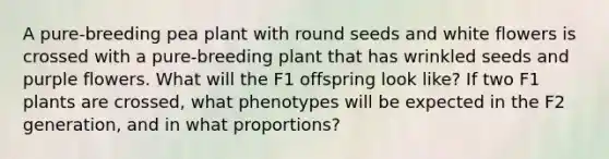 A pure-breeding pea plant with round seeds and white flowers is crossed with a pure-breeding plant that has wrinkled seeds and purple flowers. What will the F1 offspring look like? If two F1 plants are crossed, what phenotypes will be expected in the F2 generation, and in what proportions?