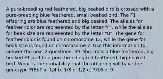 A pure-breeding red feathered, big beaked bird is crossed with a pure-breeding blue feathered, small beaked bird. The F1 offspring are blue feathered and big beaked. The alleles for feather color are represented by the letter "F", while the alleles for beak size are represented by the letter "B". The gene for feather color is found on chromosome 12, while the gene for beak size is found on chromosome 7. Use this information to answer the next 2 questions. 39. You cross a blue feathered, big beaked F1 bird to a pure-breeding red feathered, big beaked bird. What is the probability that the offspring will have the genotype FfBb? a. 1/4 b. 1/8 c. 1/2 d. 3/16 e. 0