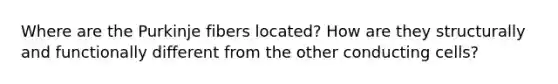 Where are the Purkinje fibers located? How are they structurally and functionally different from the other conducting cells?