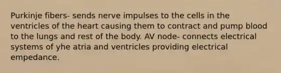 Purkinje fibers- sends nerve impulses to the cells in the ventricles of the heart causing them to contract and pump blood to the lungs and rest of the body. AV node- connects electrical systems of yhe atria and ventricles providing electrical empedance.