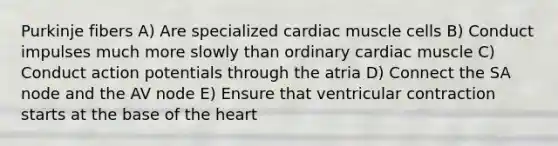 Purkinje fibers A) Are specialized cardiac muscle cells B) Conduct impulses much more slowly than ordinary cardiac muscle C) Conduct action potentials through the atria D) Connect the SA node and the AV node E) Ensure that ventricular contraction starts at the base of the heart