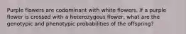Purple flowers are codominant with white flowers. If a purple flower is crossed with a heterozygous flower, what are the genotypic and phenotypic probabilities of the offspring?