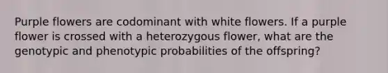 Purple flowers are codominant with white flowers. If a purple flower is crossed with a heterozygous flower, what are the genotypic and phenotypic probabilities of the offspring?