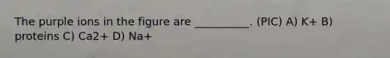 The purple ions in the figure are __________. (PIC) A) K+ B) proteins C) Ca2+ D) Na+