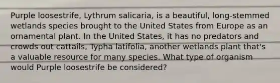 Purple loosestrife, Lythrum salicaria, is a beautiful, long-stemmed wetlands species brought to the United States from Europe as an ornamental plant. In the United States, it has no predators and crowds out cattails, Typha latifolia, another wetlands plant that's a valuable resource for many species. What type of organism would Purple loosestrife be considered?
