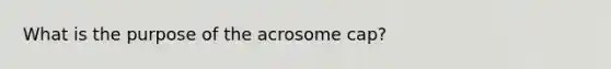 What is the purpose of the acrosome cap?