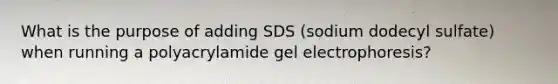 What is the purpose of adding SDS (sodium dodecyl sulfate) when running a polyacrylamide gel electrophoresis?