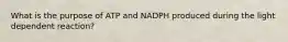 What is the purpose of ATP and NADPH produced during the light dependent reaction?