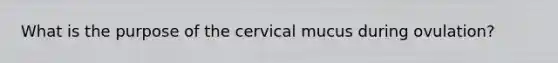 What is the purpose of the cervical mucus during ovulation?