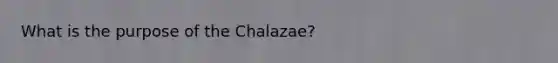 What is the purpose of the Chalazae?