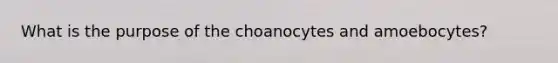 What is the purpose of the choanocytes and amoebocytes?