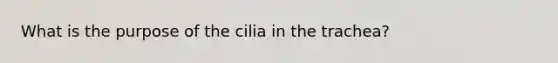 What is the purpose of the cilia in the trachea?