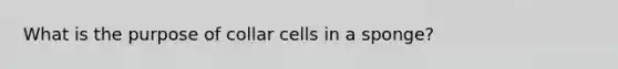 What is the purpose of collar cells in a sponge?