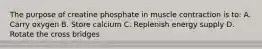 The purpose of creatine phosphate in muscle contraction is to: A. Carry oxygen B. Store calcium C. Replenish energy supply D. Rotate the cross bridges