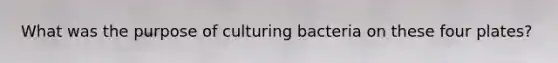 What was the purpose of culturing bacteria on these four plates?