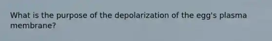 What is the purpose of the depolarization of the egg's plasma membrane?