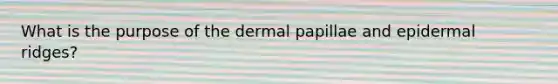 What is the purpose of the dermal papillae and epidermal ridges?