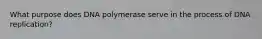 What purpose does DNA polymerase serve in the process of DNA replication?