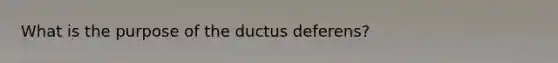 What is the purpose of the ductus deferens?