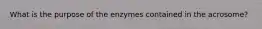 What is the purpose of the enzymes contained in the acrosome?